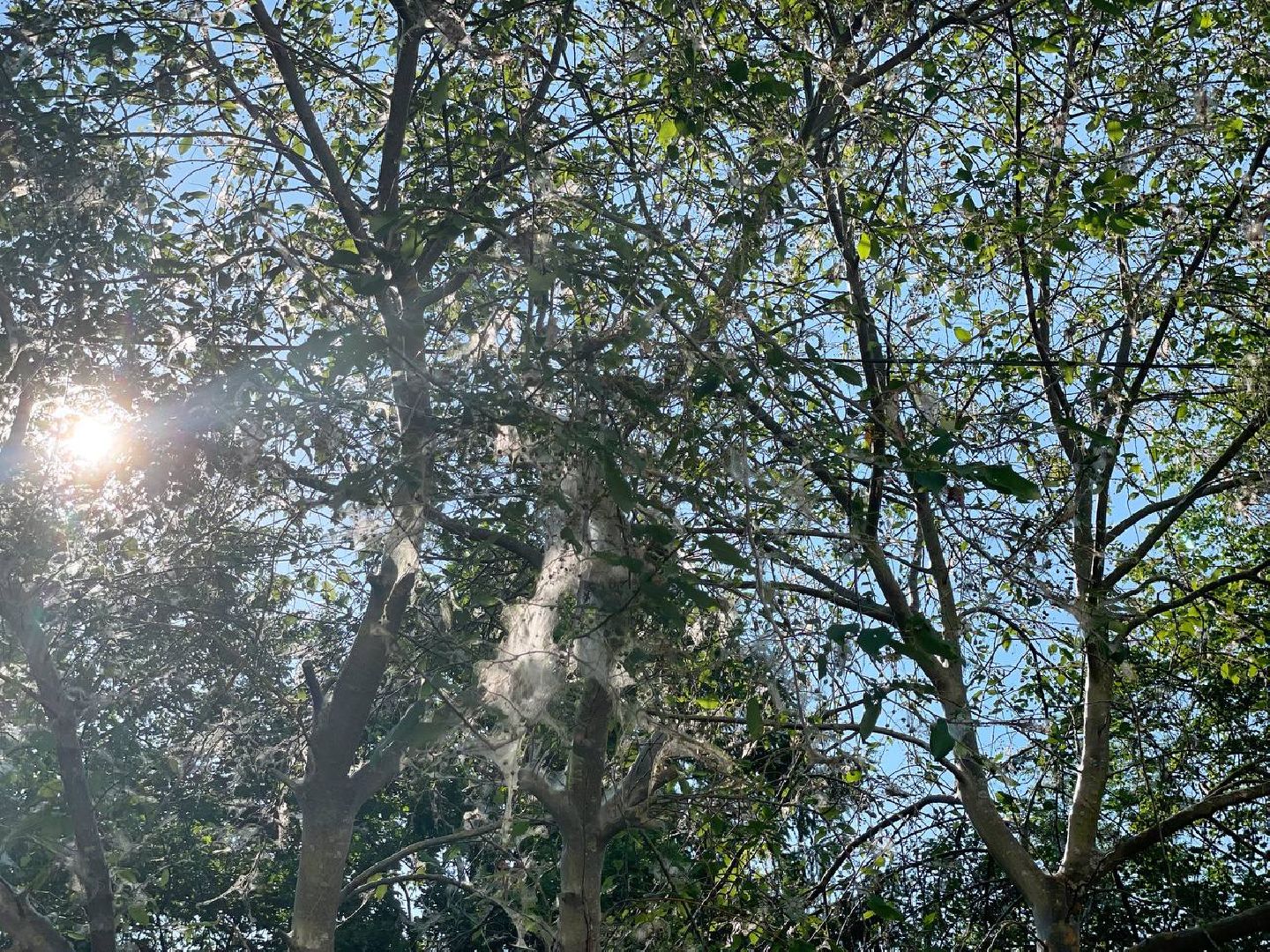 Сергиев Посад, Сергиево-Посадский городской округ, Черёмуха, Моль, Гусеницы, Природа