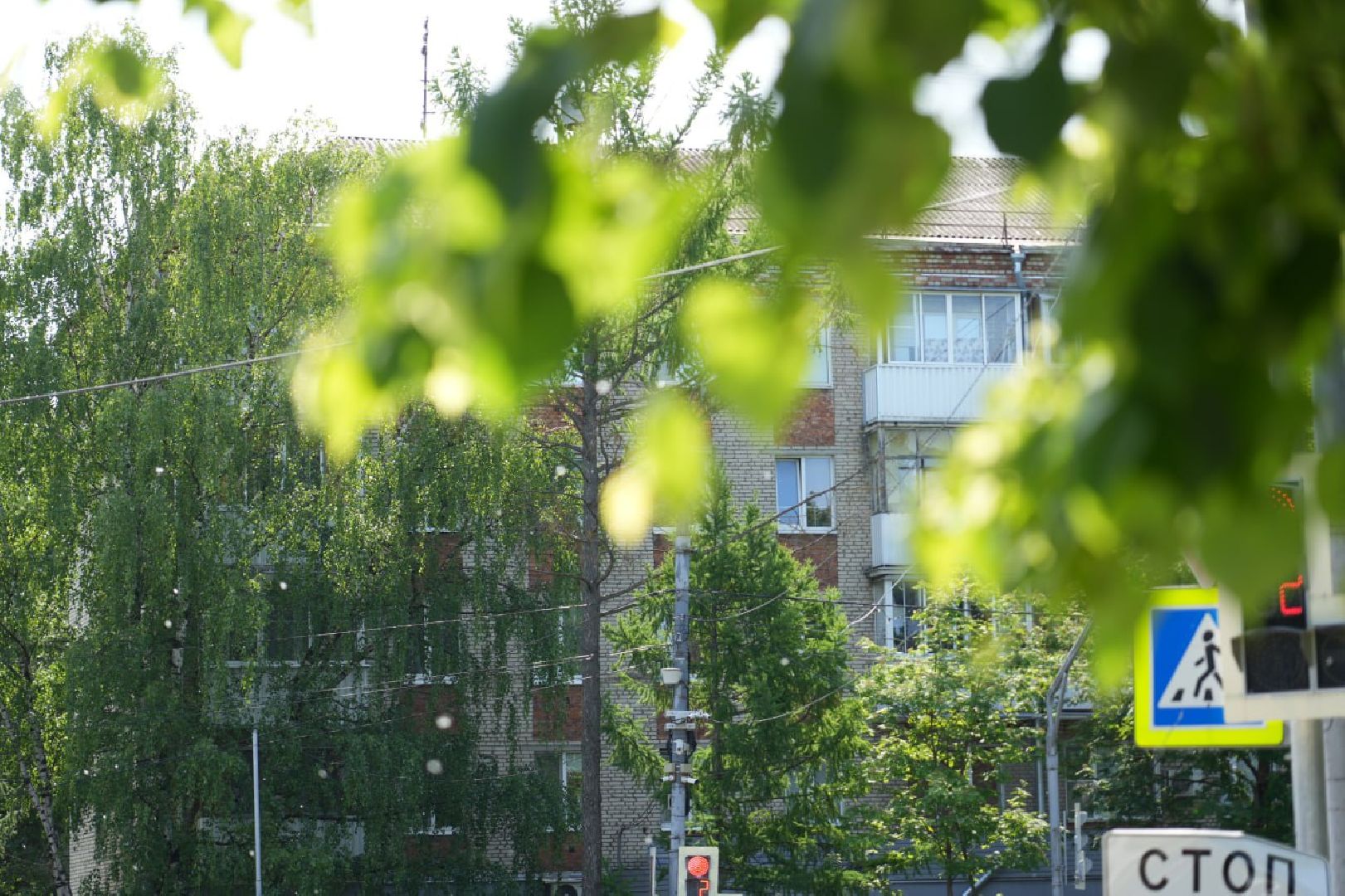 Сергиев Посад, Сергиево-Посадский городской округ, Здоровье, Здравоохранение, Медицина, Пух, Аллергия