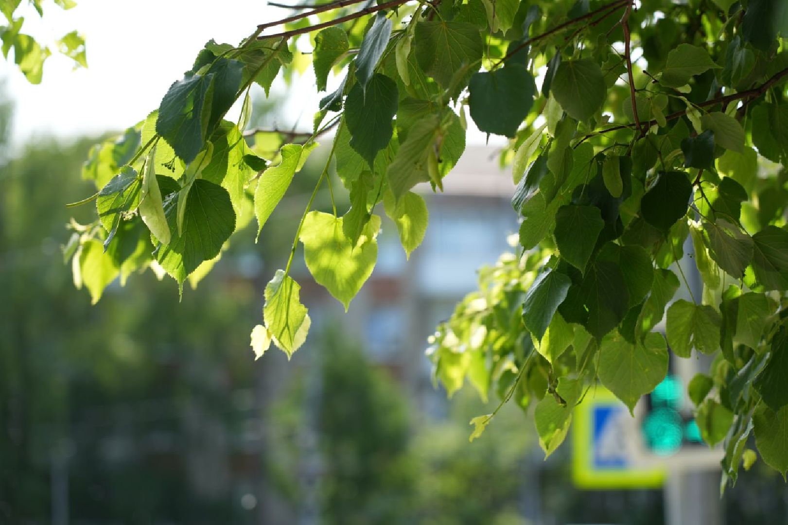 Сергиев Посад, Сергиево-Посадский городской округ, Здоровье, Здравоохранение, Медицина, Пух, Аллергия