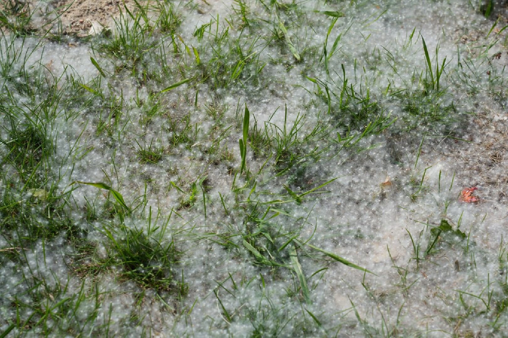 Сергиев Посад, Сергиево-Посадский городской округ, Здоровье, Здравоохранение, Медицина, Пух, Аллергия