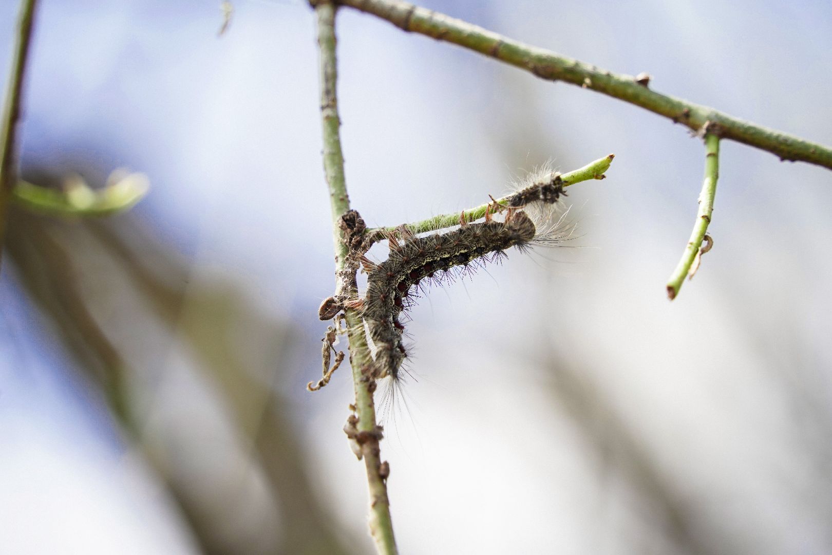 #Шатура#шелкопряд#Мособллес