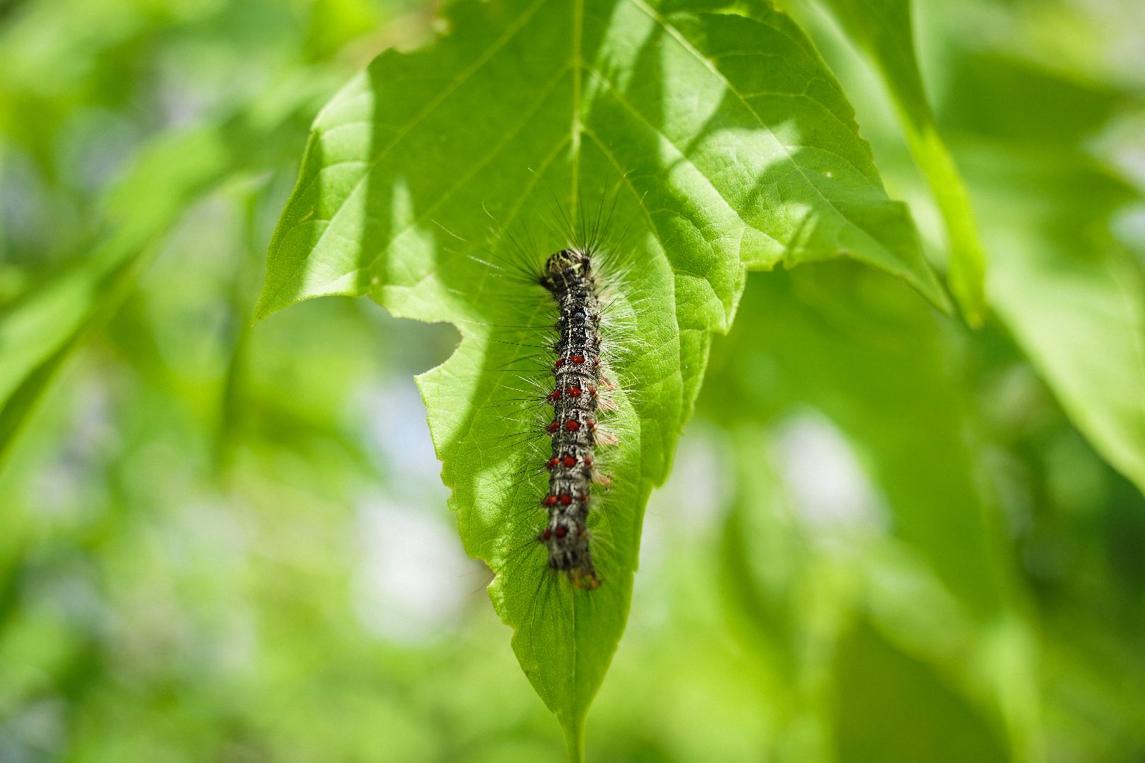 #Шатура#шелкопряд#Мособллес