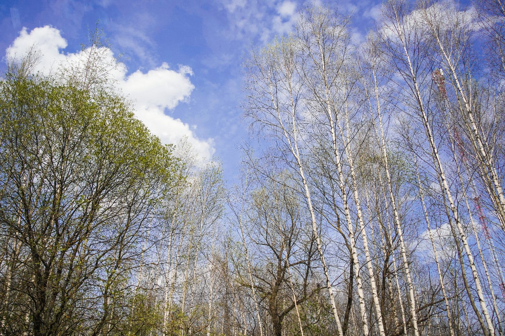 #Шатура#шелкопряд#Мособллес