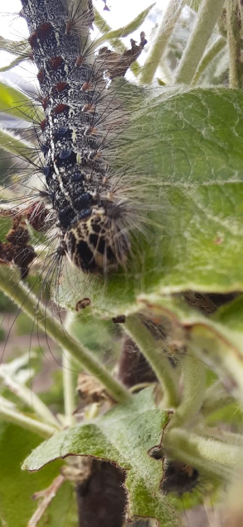 #Шатура#шелкопряд#Мособллес