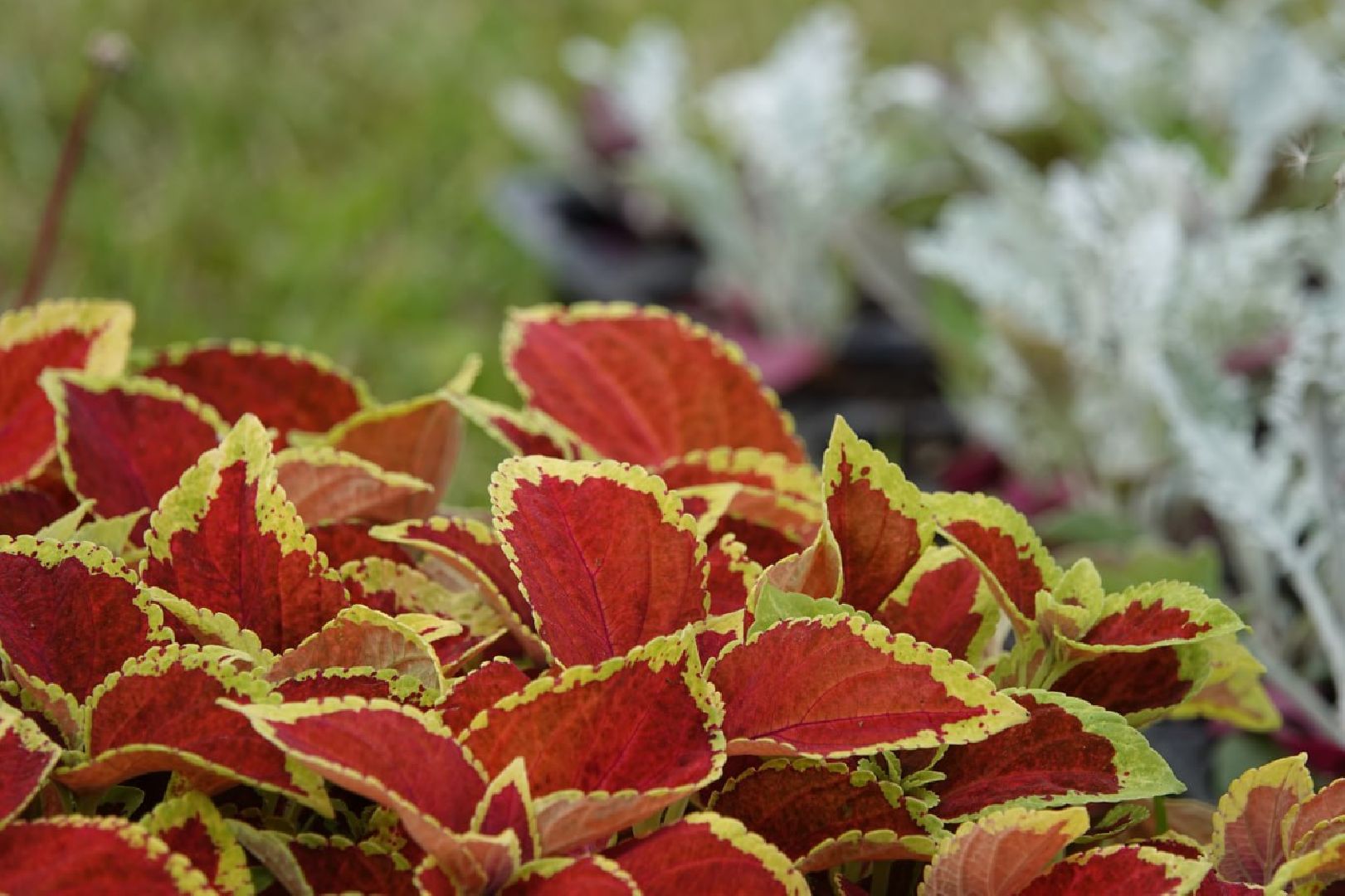 Сергиев Посад, Сергиево-Посадский городской округ, Красота, Города, Цветники, Благоустройство, Лето, Лето в Подмосковье