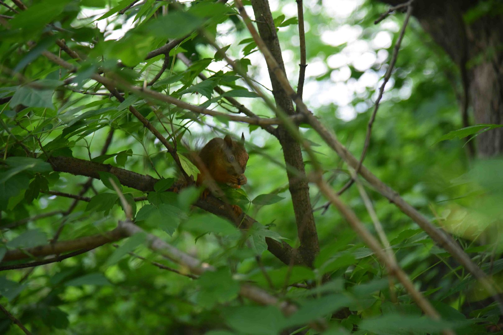 Химки, белка, парк