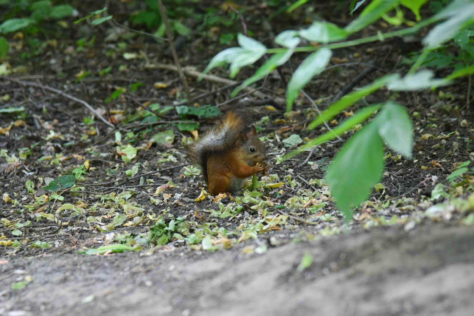 Химки, белка, парк