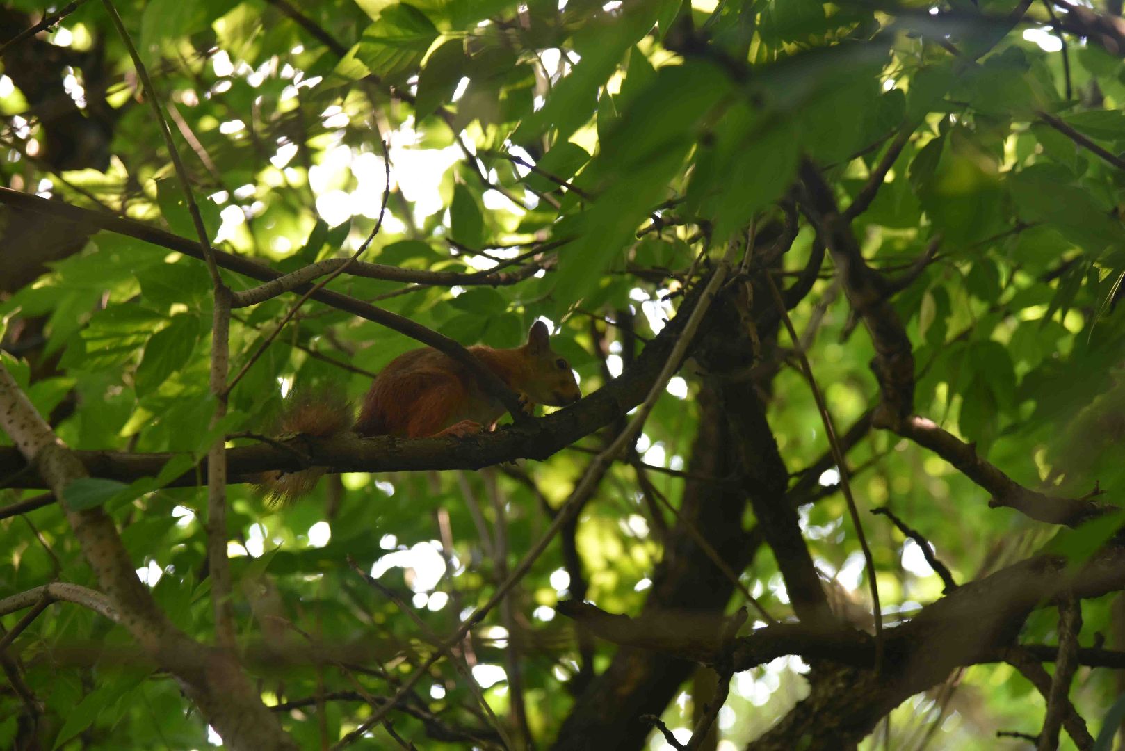 Химки, белка, парк