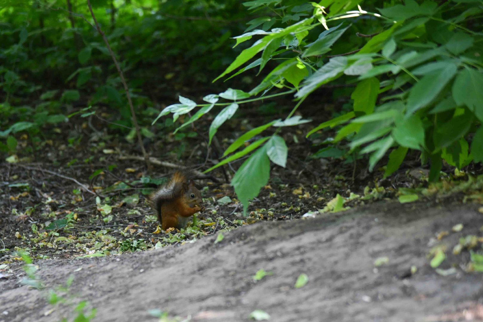Химки, белка, парк
