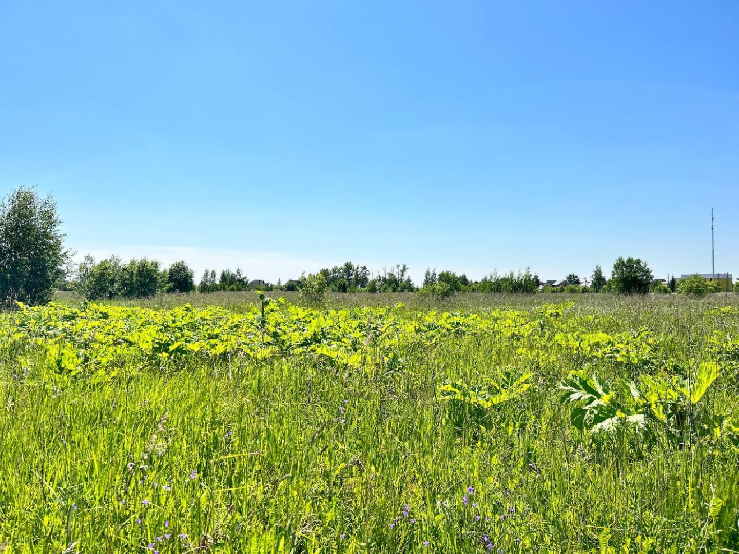 Подольск, борщевик, борьба с борщевиком, обработка территорий