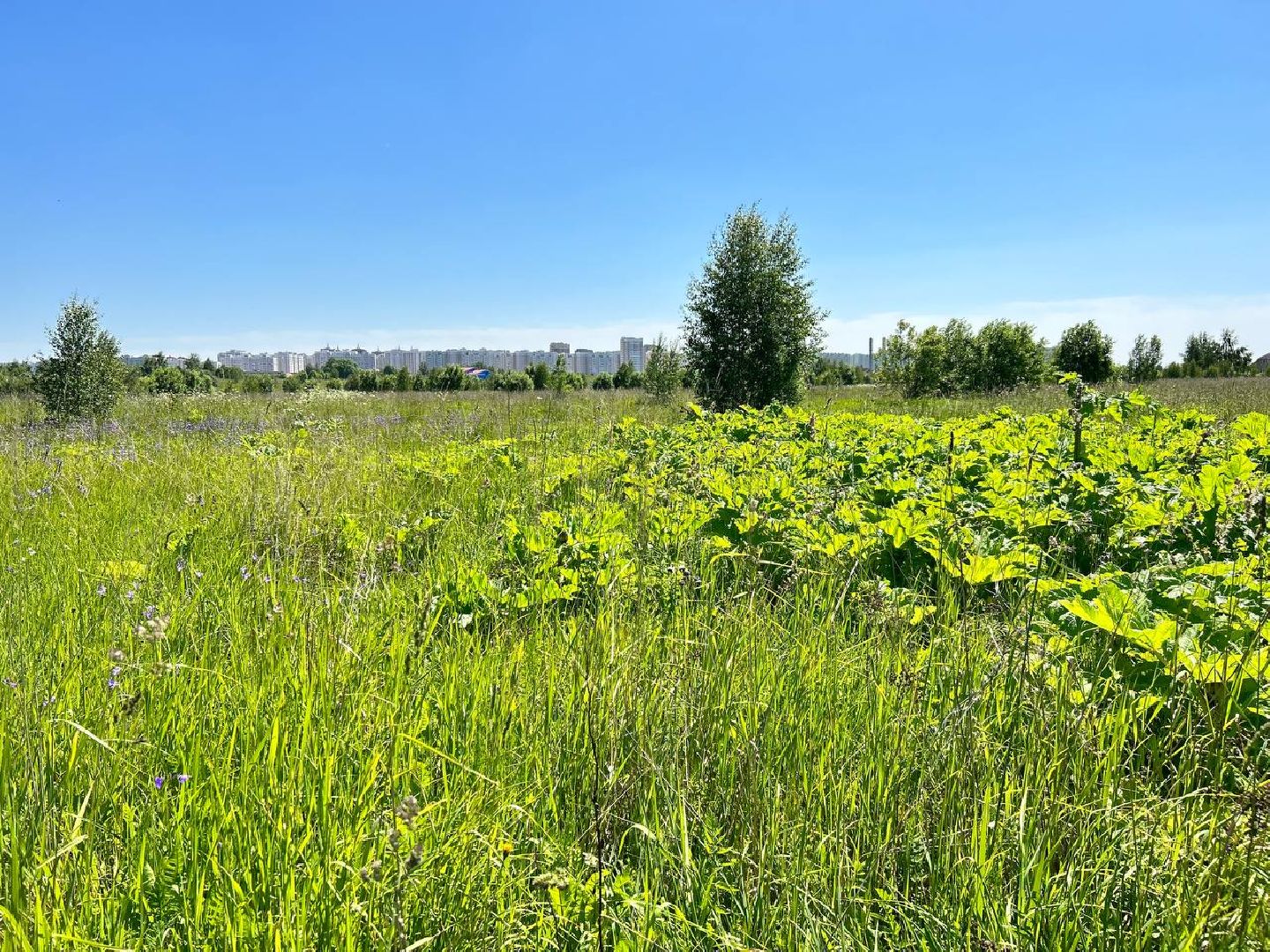 Подольск, борщевик, борьба с борщевиком, обработка территорий