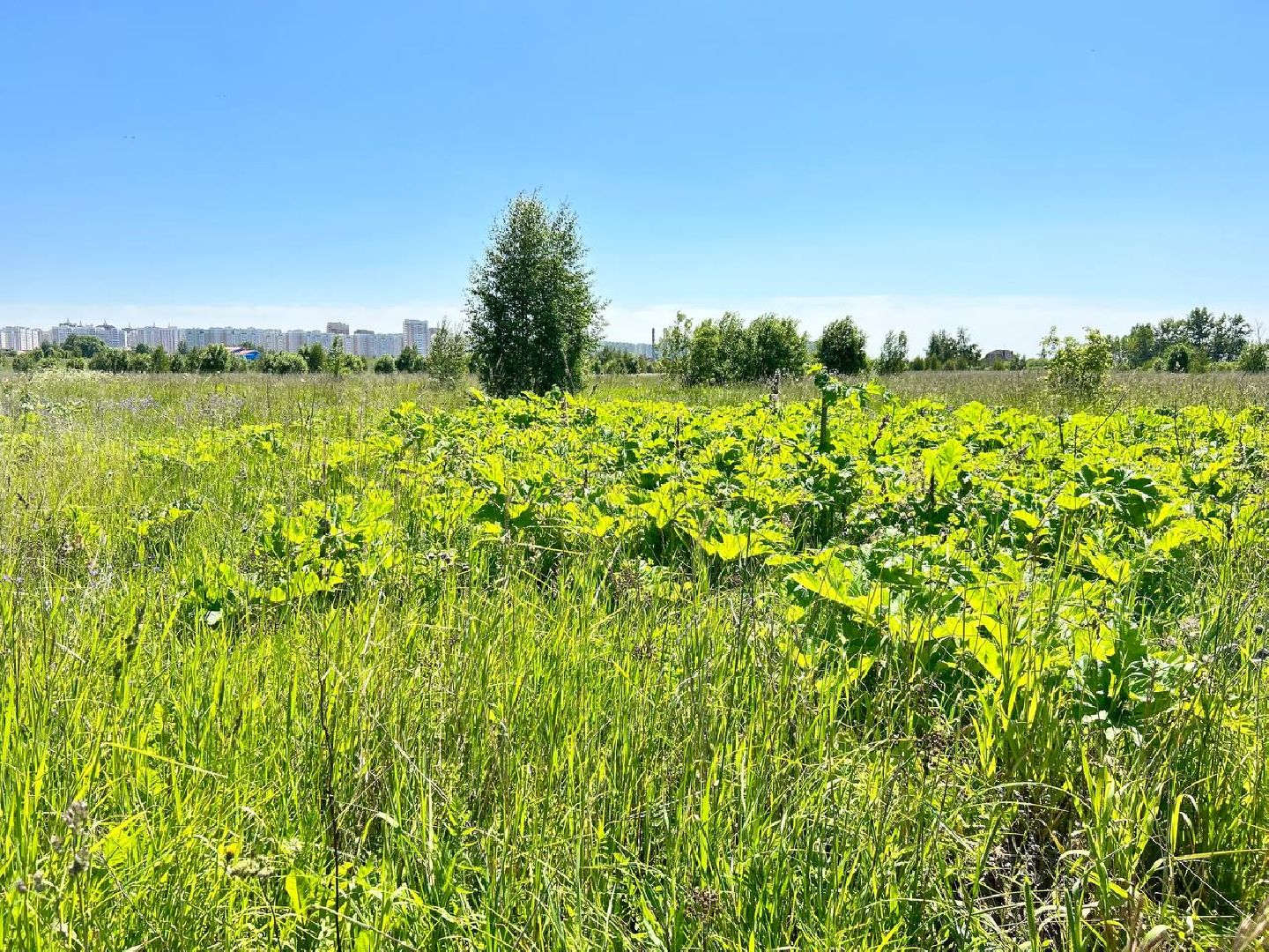 Подольск, борщевик, борьба с борщевиком, обработка территорий