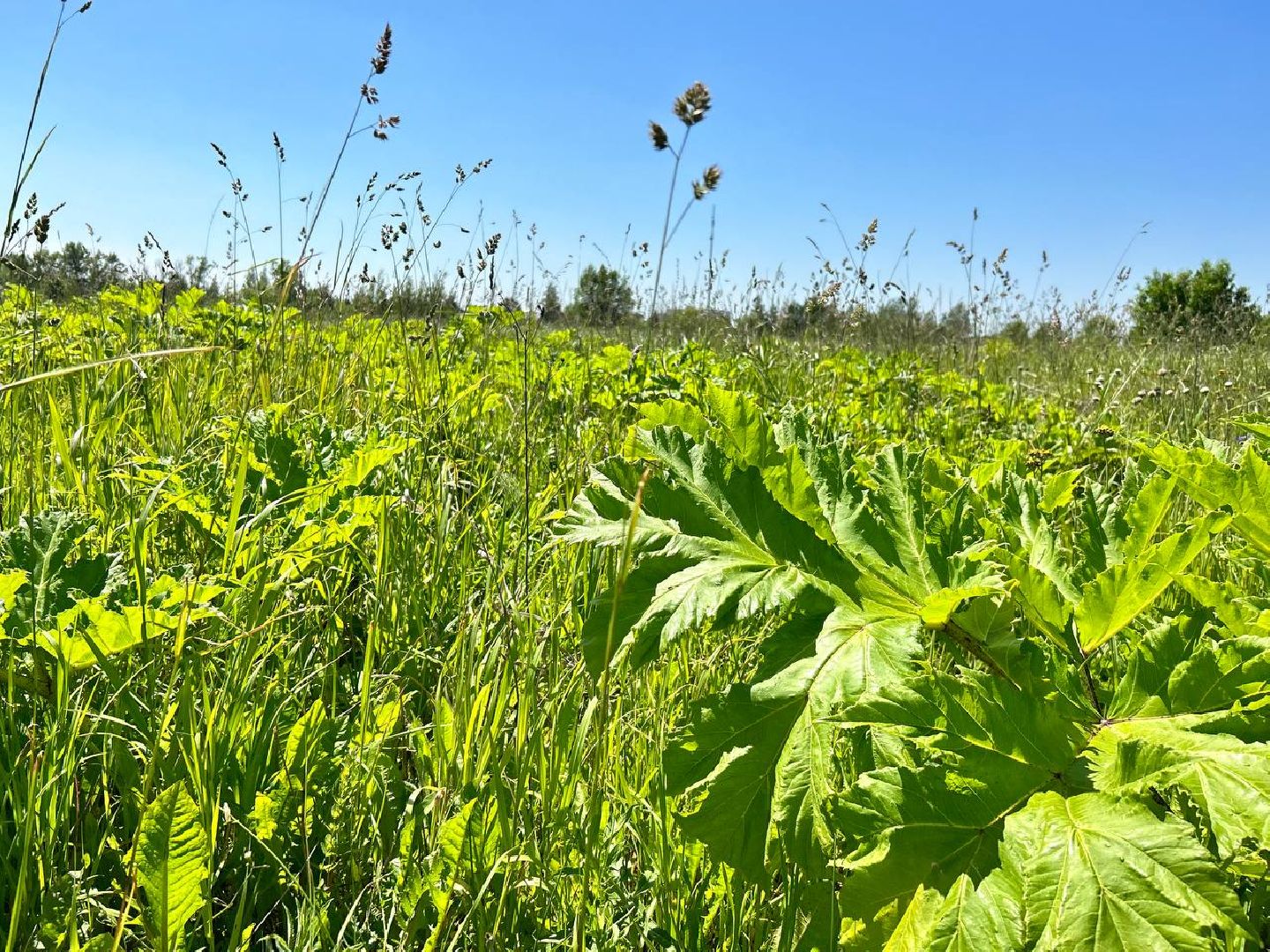 Подольск, борщевик, борьба с борщевиком, обработка территорий