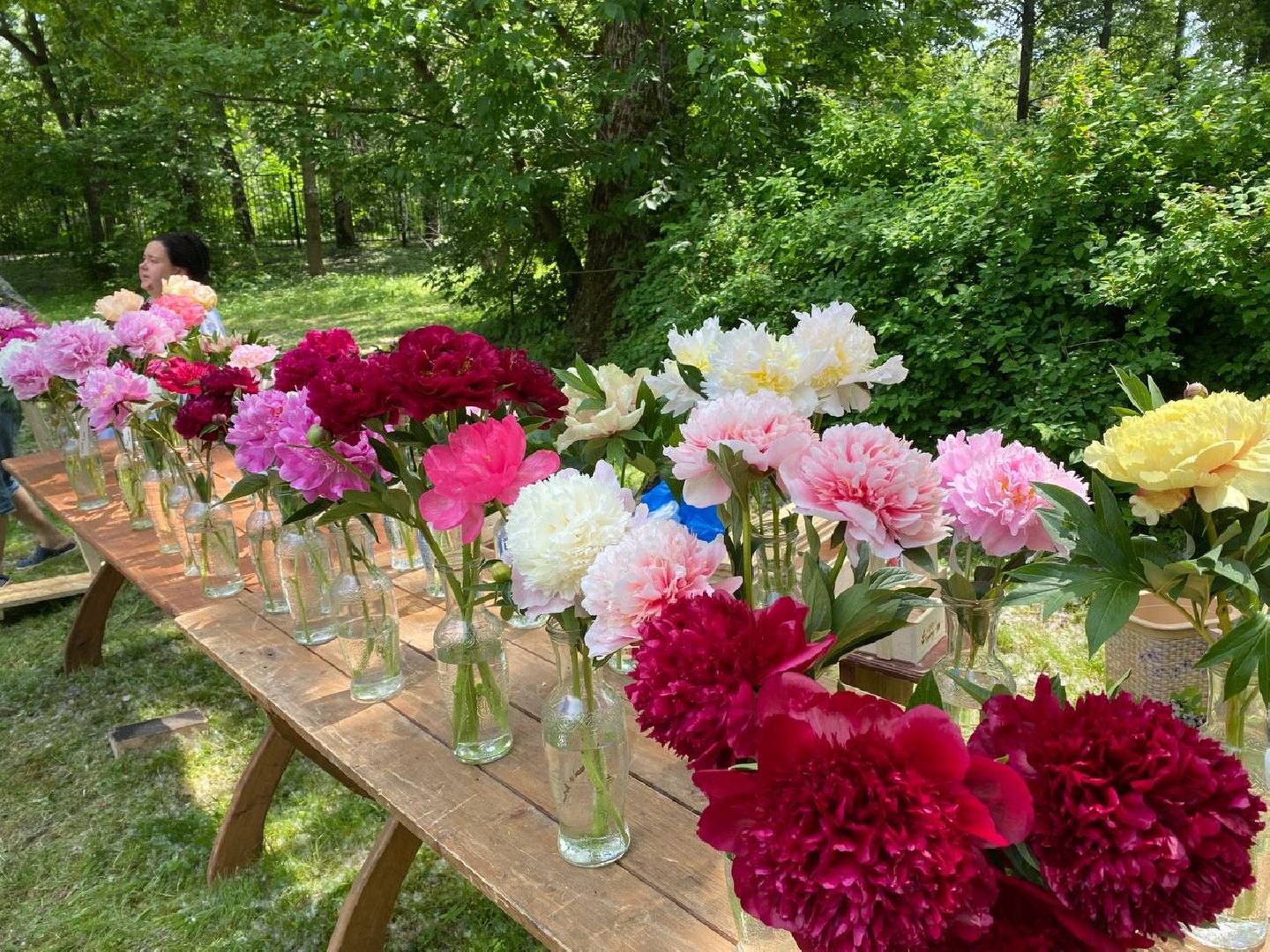 Чехов, культура, Мелихово, Пиономания, пион, фестиваль, цветы