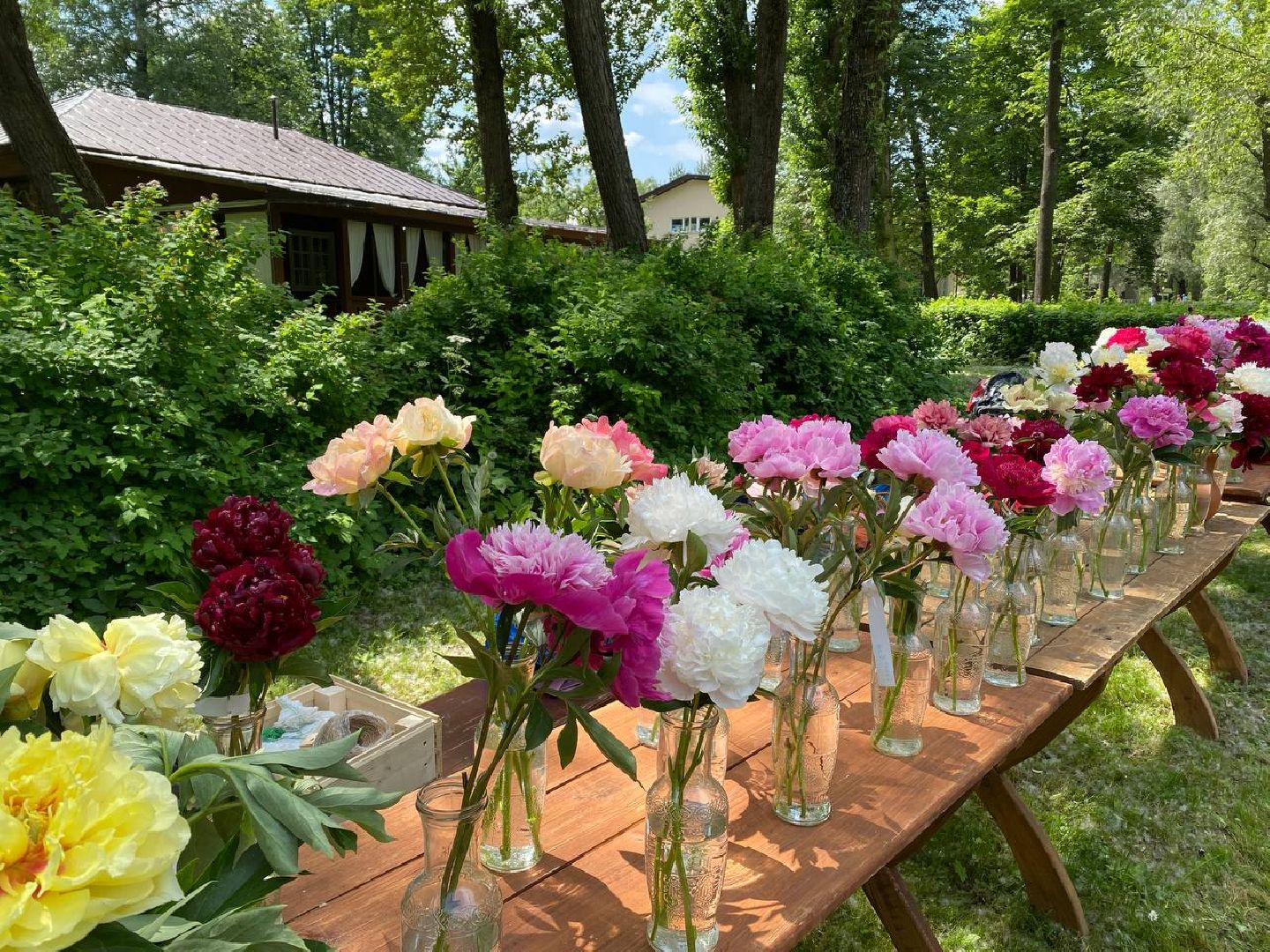 Чехов, культура, Мелихово, Пиономания, пион, фестиваль, цветы