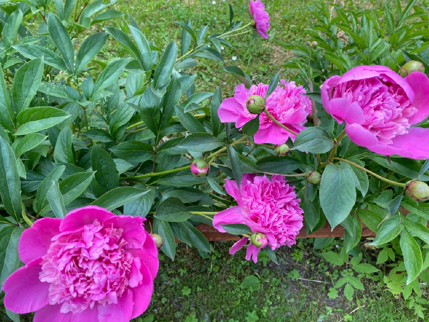 Чехов, культура, Мелихово, Пиономания, пион, фестиваль, цветы