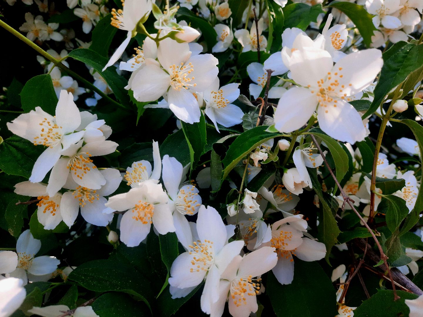 Шатура, перемены, Жасмин, цветение, цветы, селфи, весна, тепло, отдых, Малика