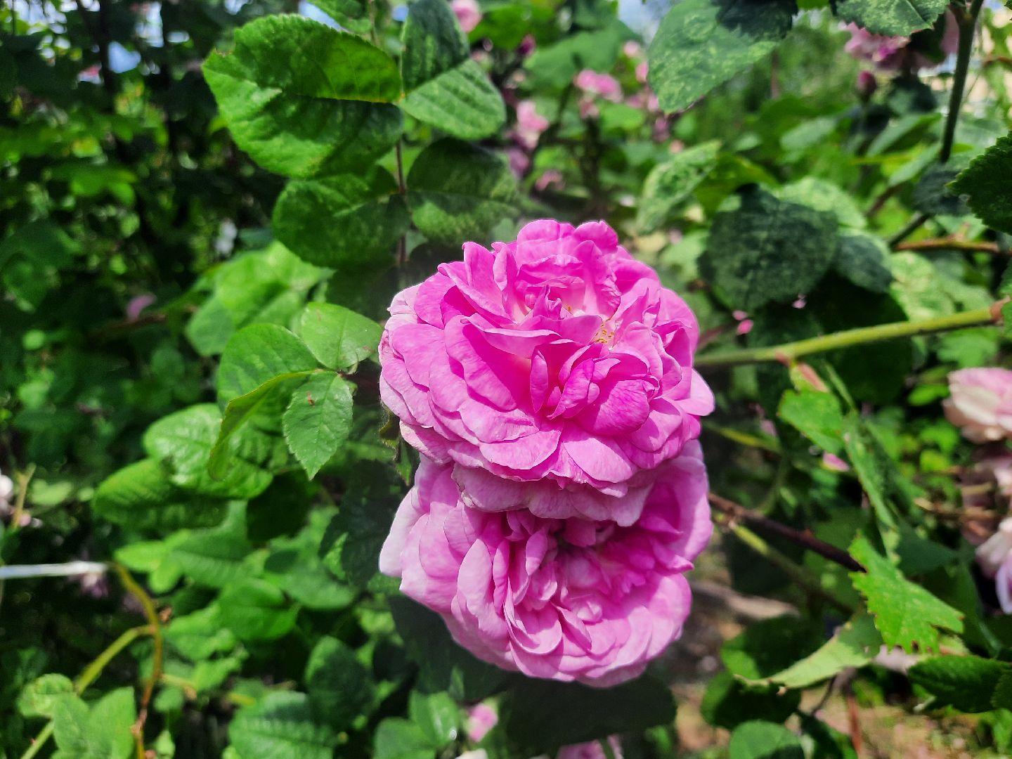 Шатура, перемены, Жасмин, цветение, цветы, селфи, весна, тепло, отдых, Малика