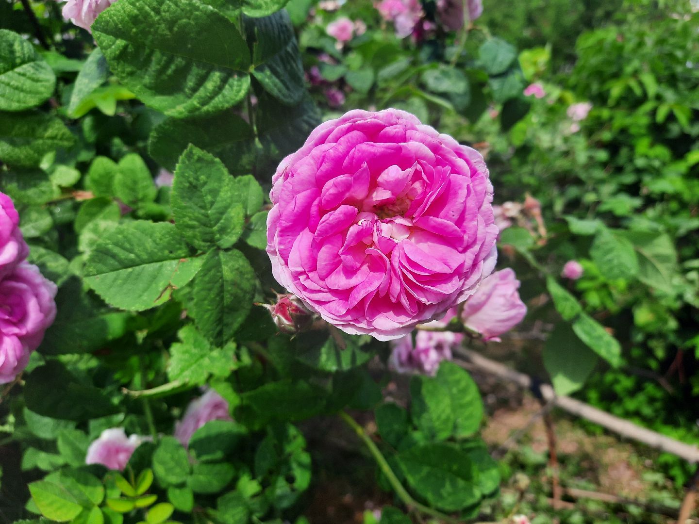 Шатура, перемены, Жасмин, цветение, цветы, селфи, весна, тепло, отдых, Малика