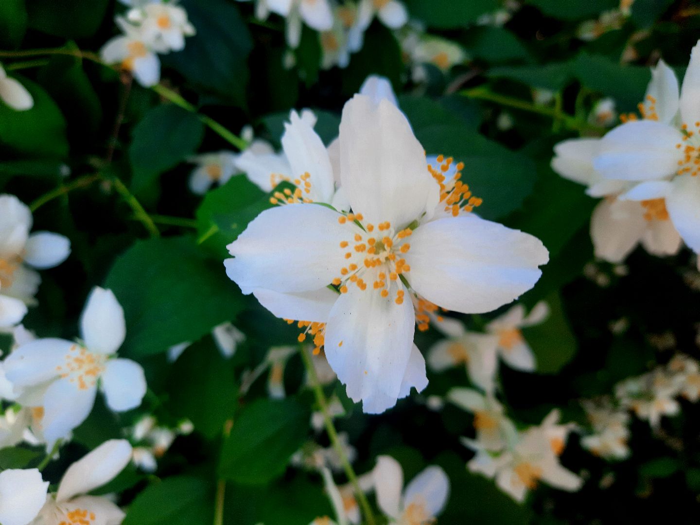 Шатура, перемены, Жасмин, цветение, цветы, селфи, весна, тепло, отдых, Малика