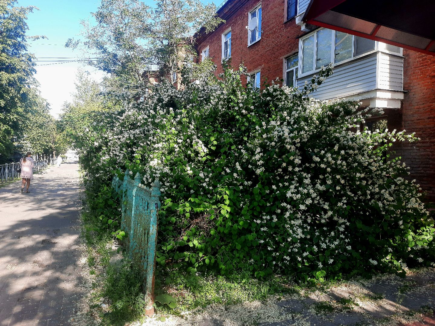 Шатура, перемены, Жасмин, цветение, цветы, селфи, весна, тепло, отдых, Малика