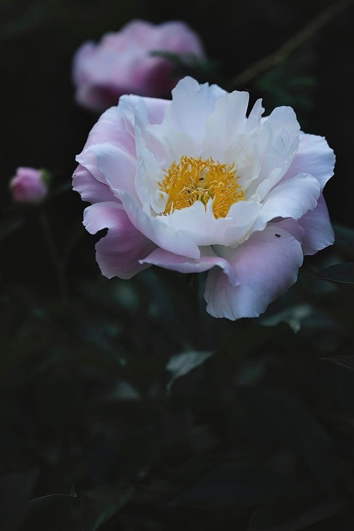 Пионовый, фестиваль, Быково, усадьба