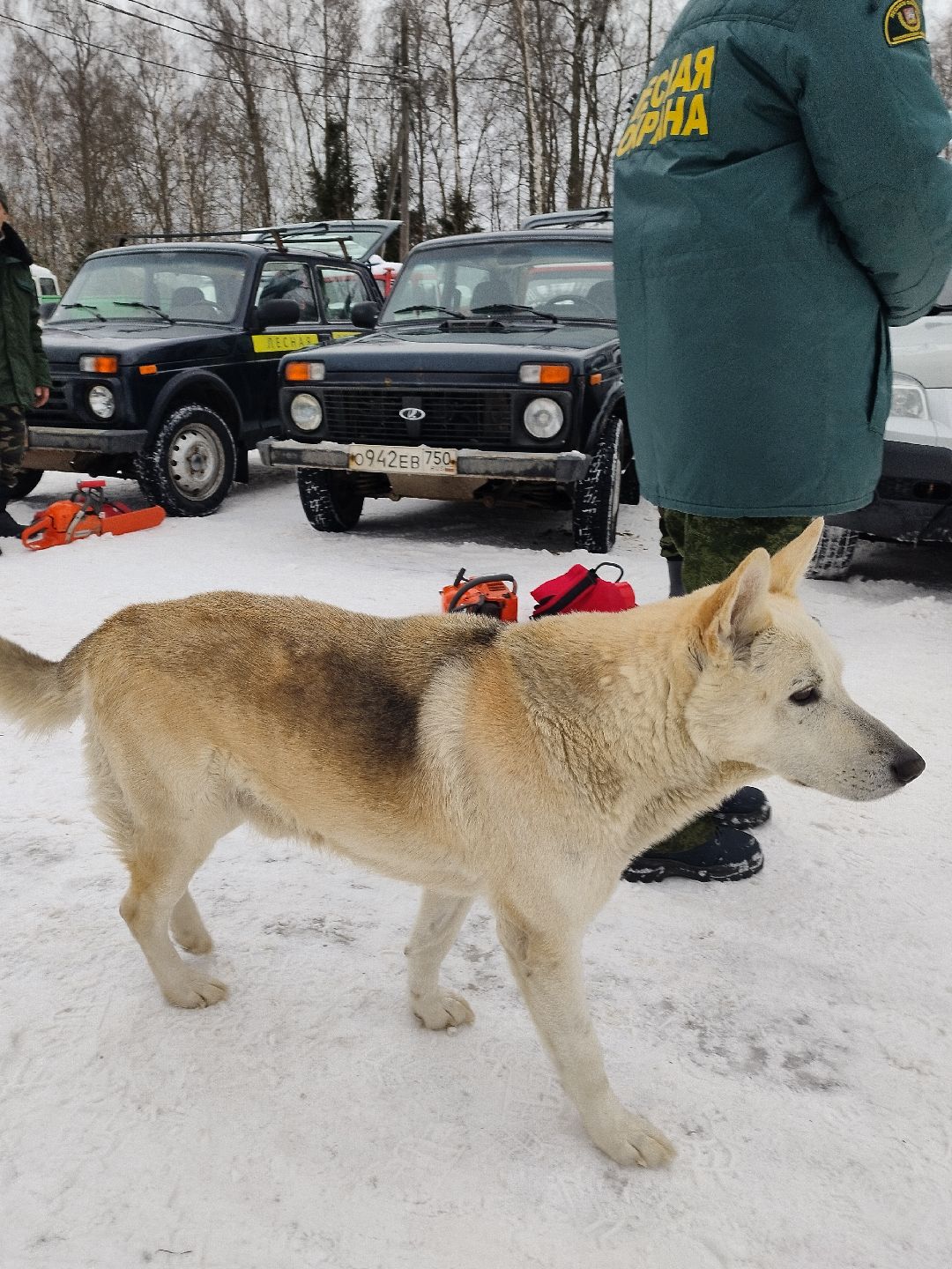 Истра, пожар, лесничий, техника, Мособллес