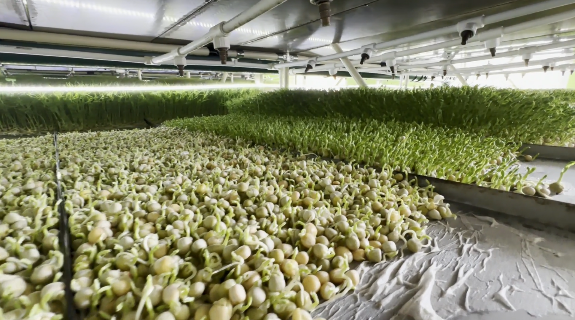 производство, микрозелень, Лосино-Петровский