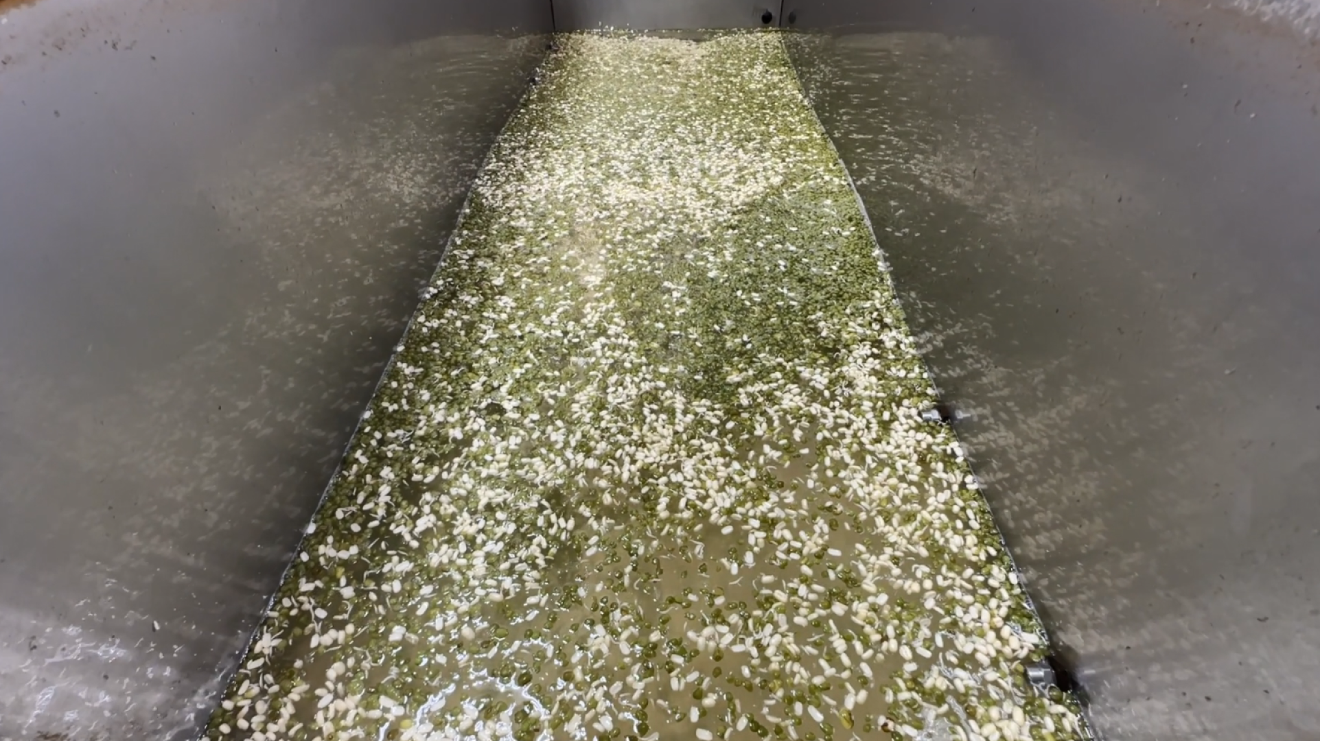 производство, микрозелень, Лосино-Петровский