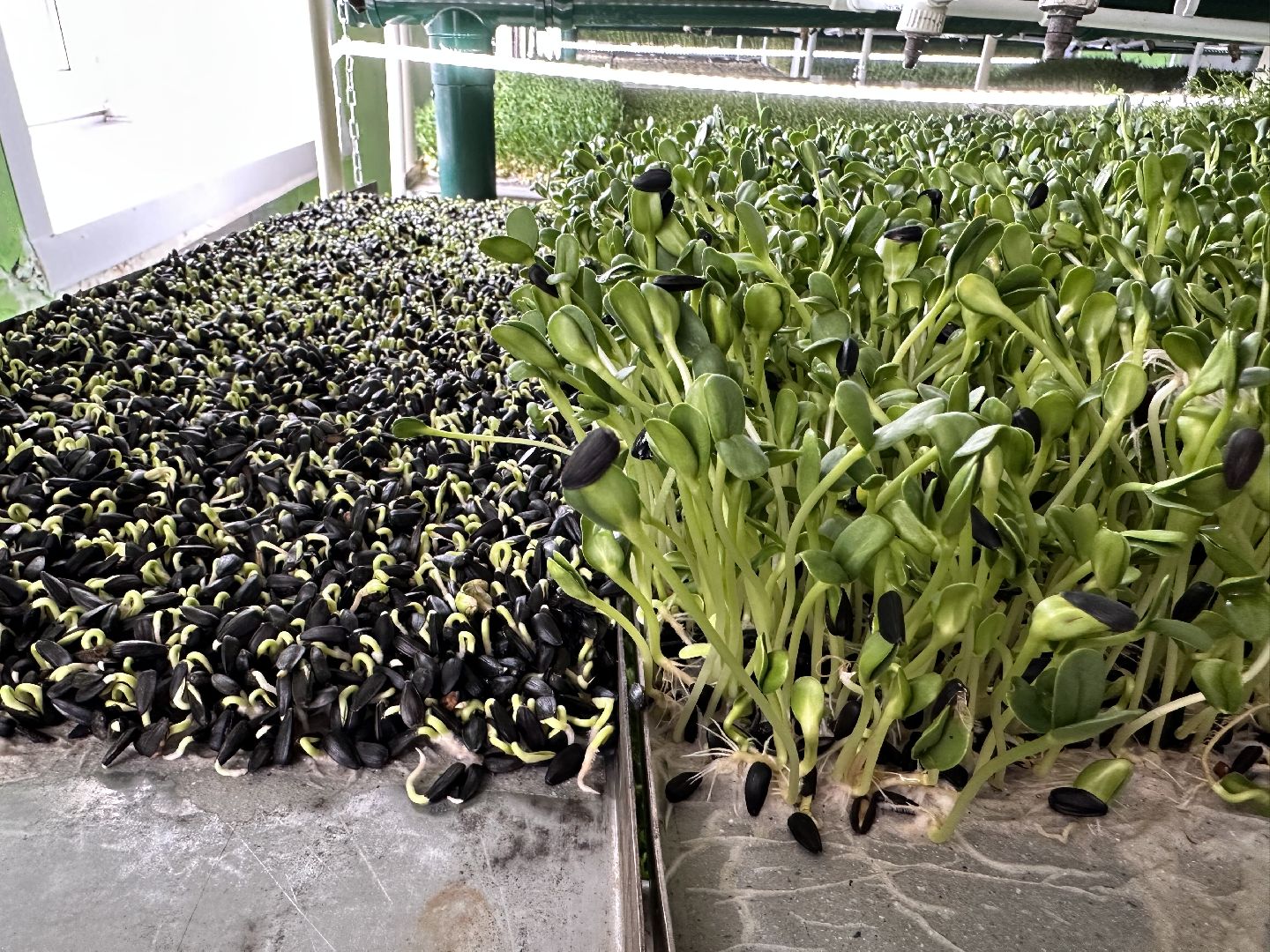 производство, микрозелень, Лосино-Петровский