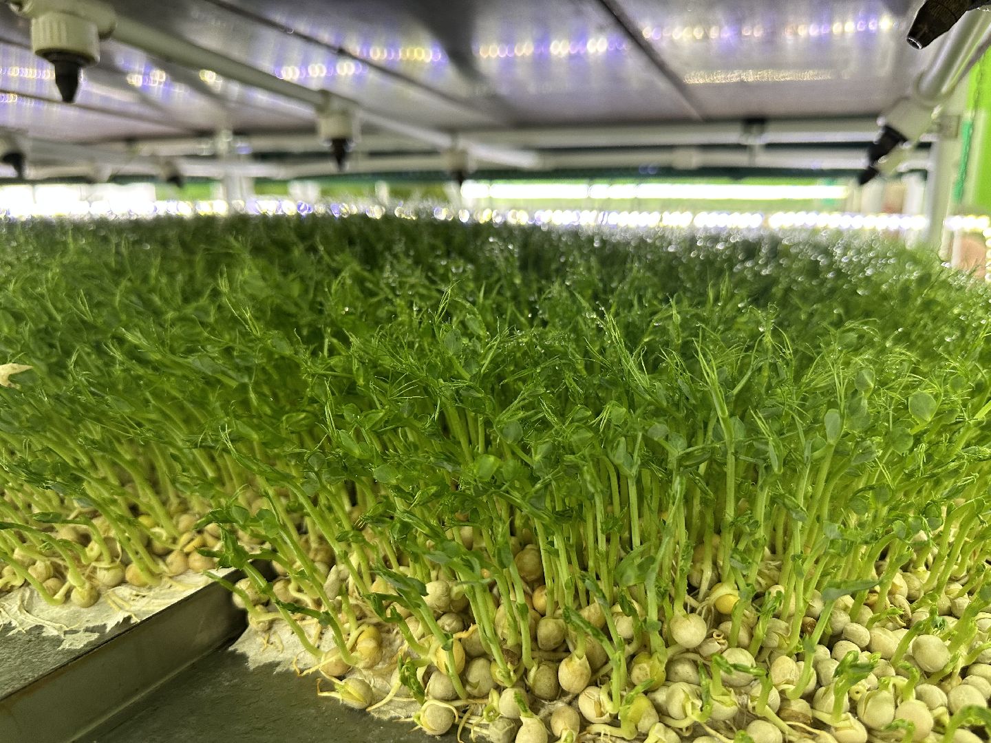 производство, микрозелень, Лосино-Петровский