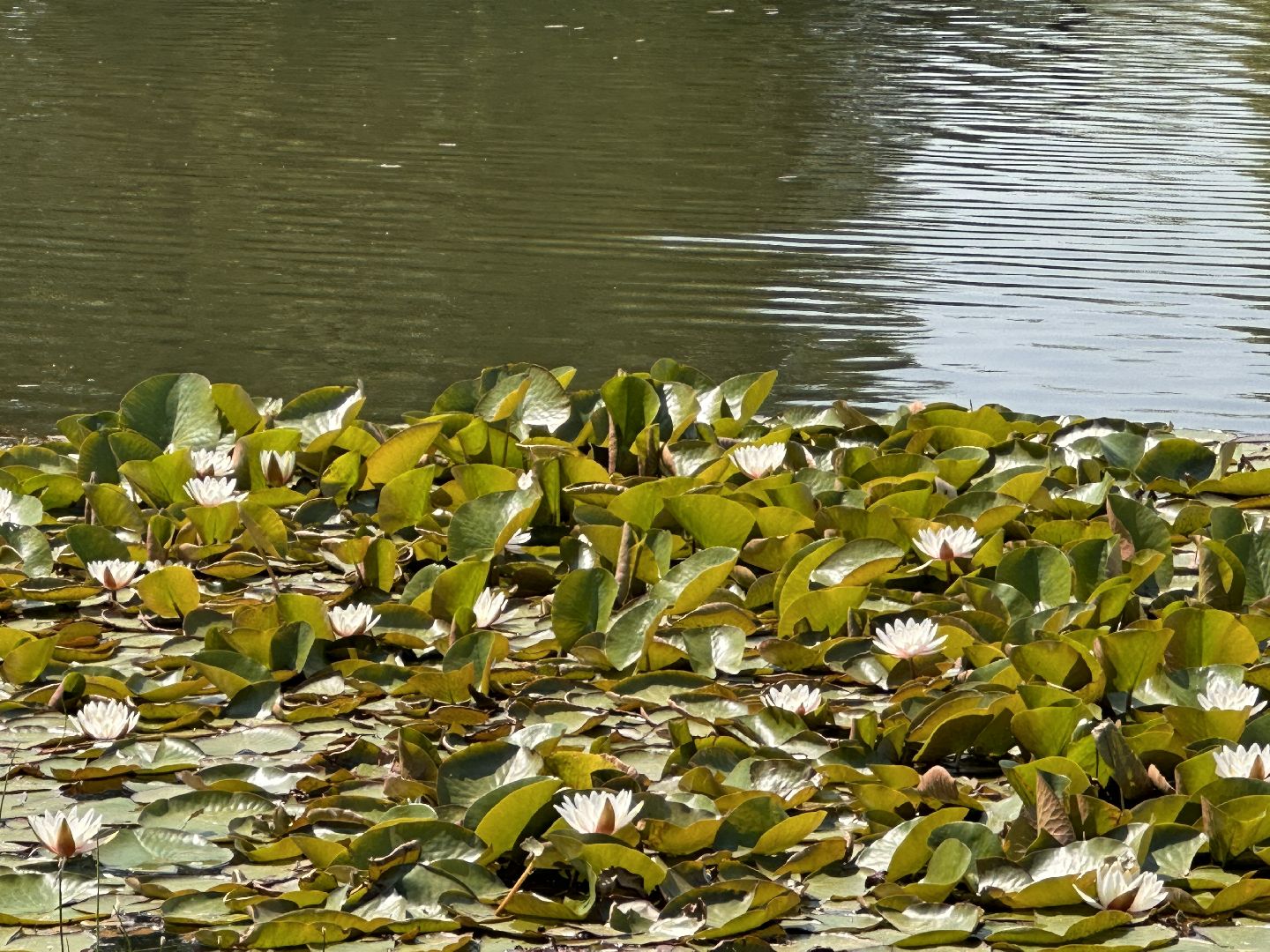 Одинцово, Парки Подмосковья, Лето, Каникулы