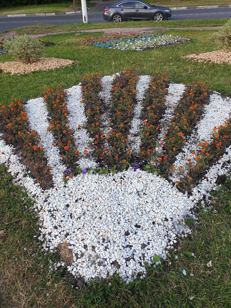 Долгопрудный, цветы, клумба, бархатцы, перемены, педагоги