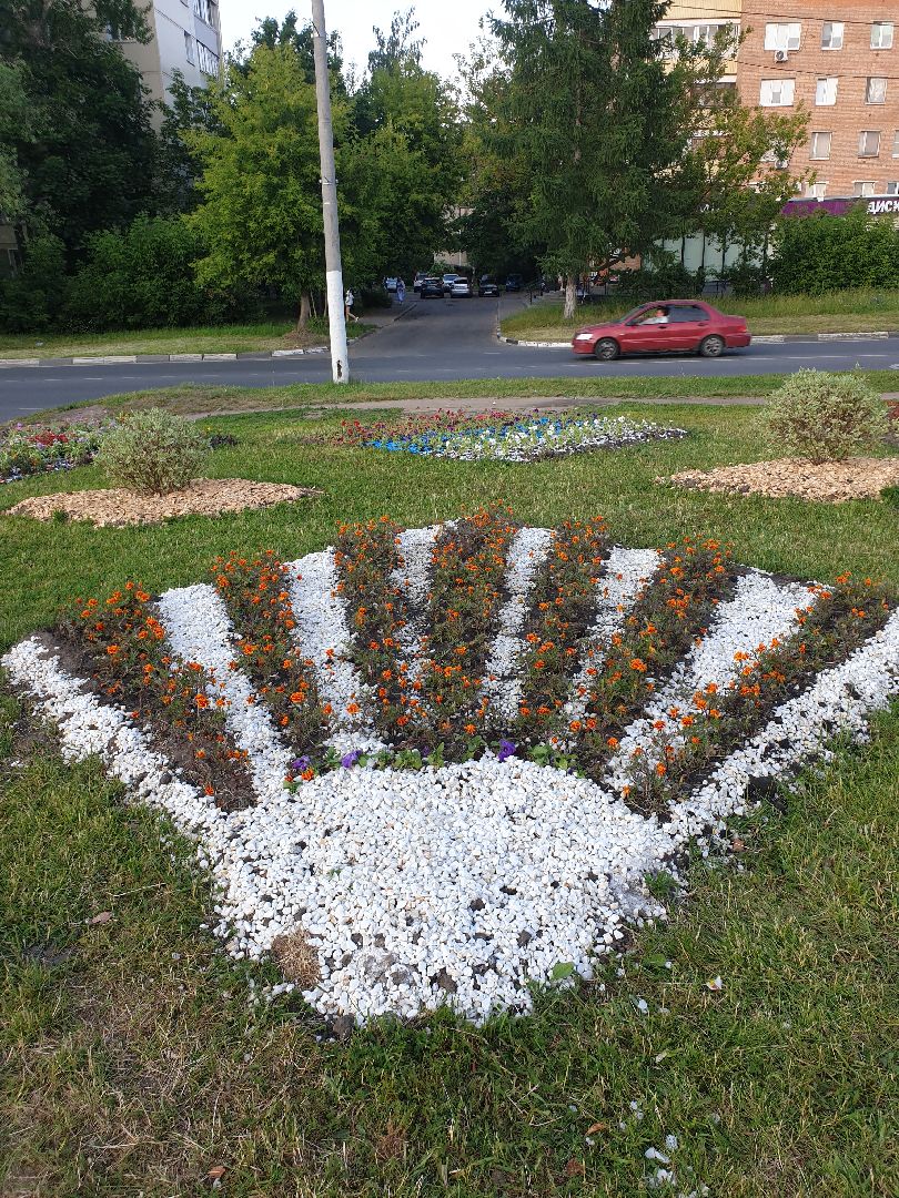 Долгопрудный, цветы, клумба, бархатцы, перемены, педагоги