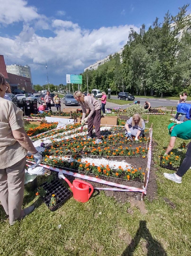 Долгопрудный, цветы, клумба, бархатцы, перемены, педагоги