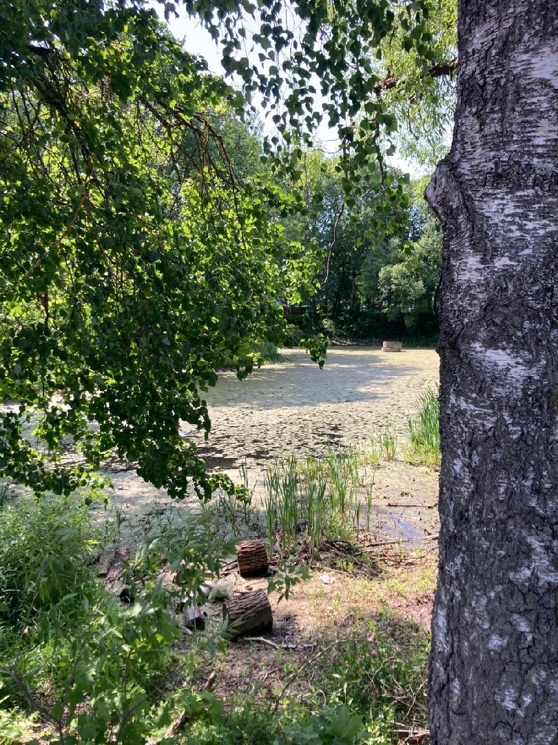 Солнечногорск, ЦМИС, благоустройство, экология, зона отдыха