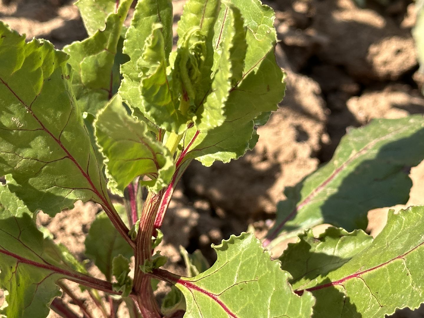 ВНИИСОК, Центр Овощеводства, Продовольственная безопасность