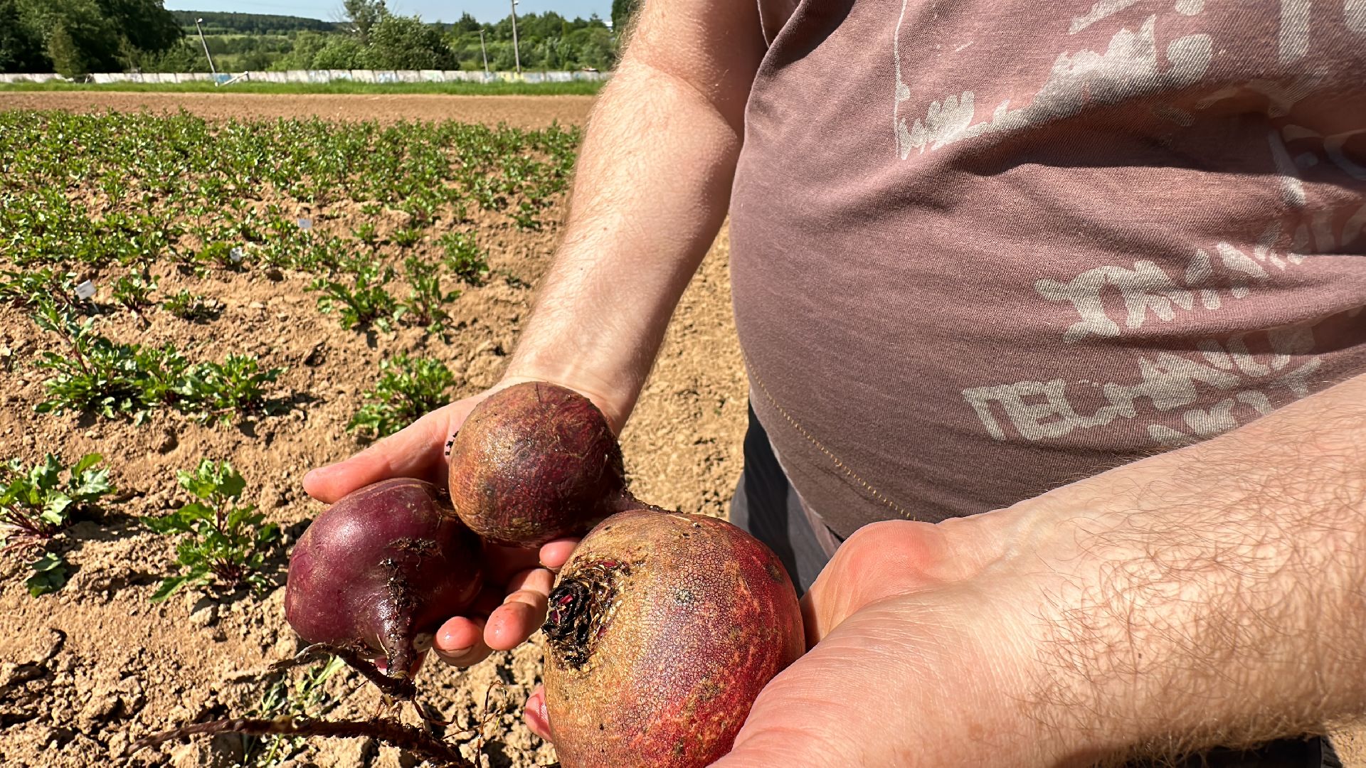 ВНИИСОК, Центр Овощеводства, Продовольственная безопасность