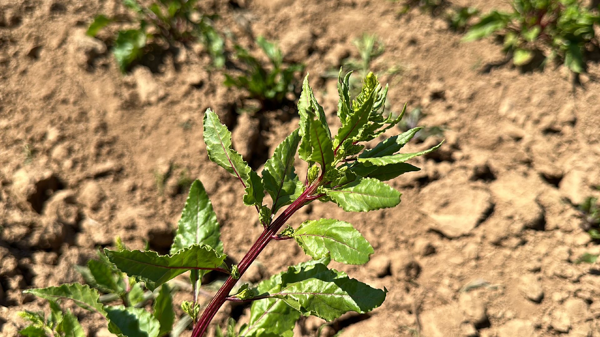 ВНИИСОК, Центр Овощеводства, Продовольственная безопасность