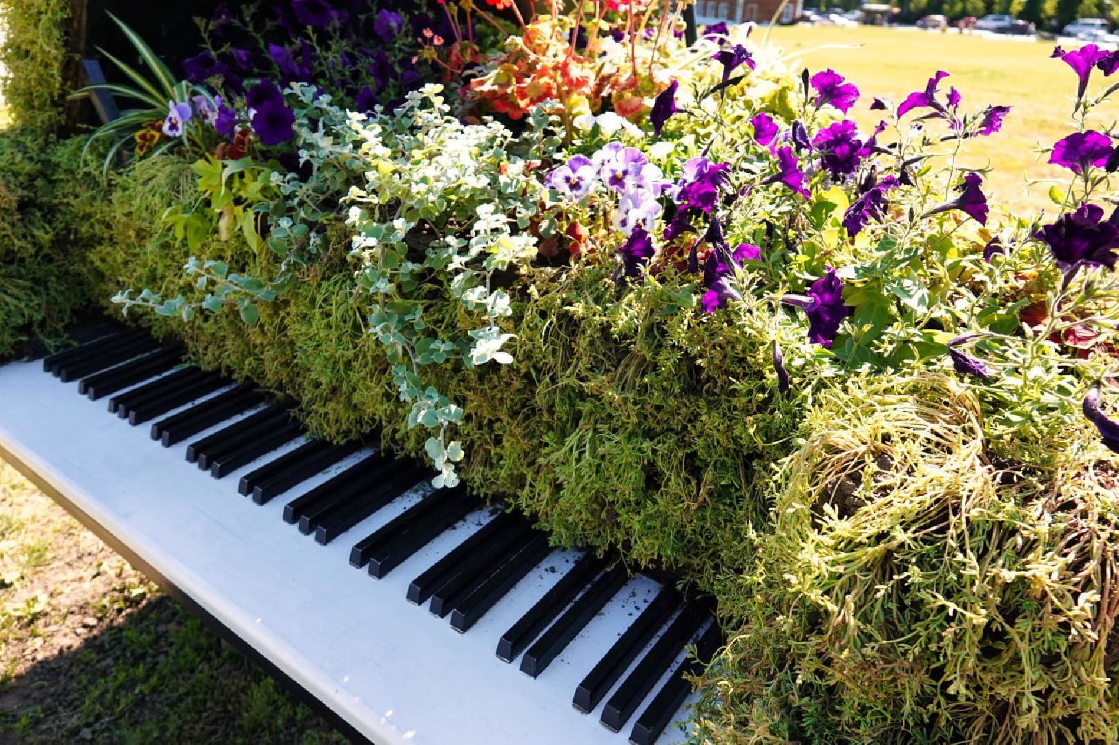 Сергиево-Посадский городской округ, Сергиев Посад, Благоустройство, Цветы, Музыка, Красота, Лето, Лето в Подмосковье