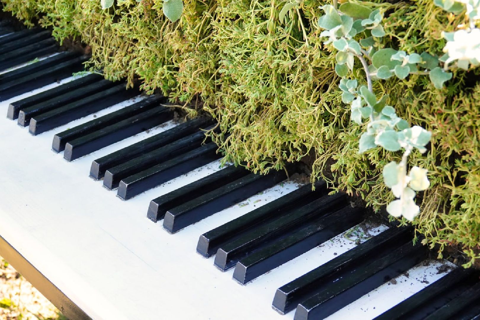 Сергиево-Посадский городской округ, Сергиев Посад, Благоустройство, Цветы, Музыка, Красота, Лето, Лето в Подмосковье