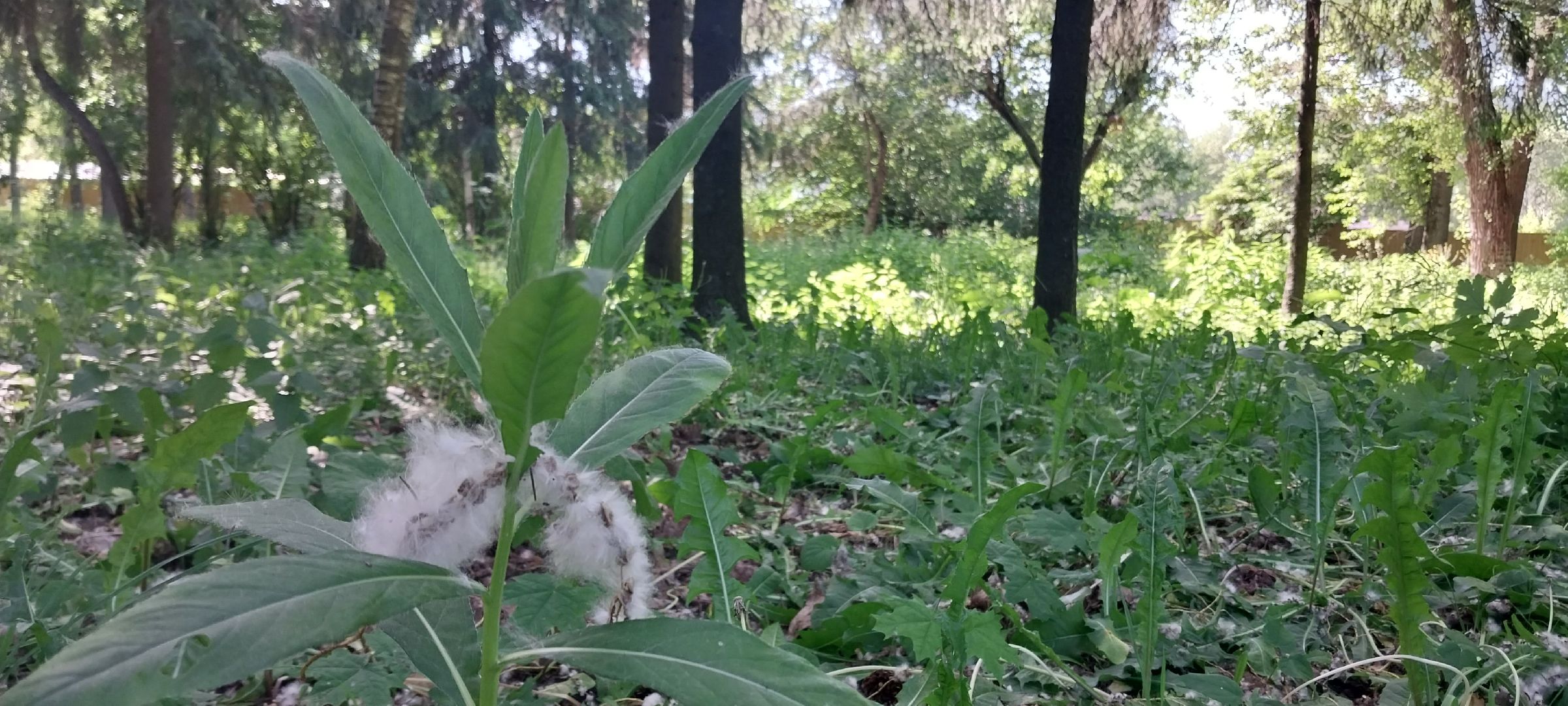 коломна, тополиныйпух, аллергия