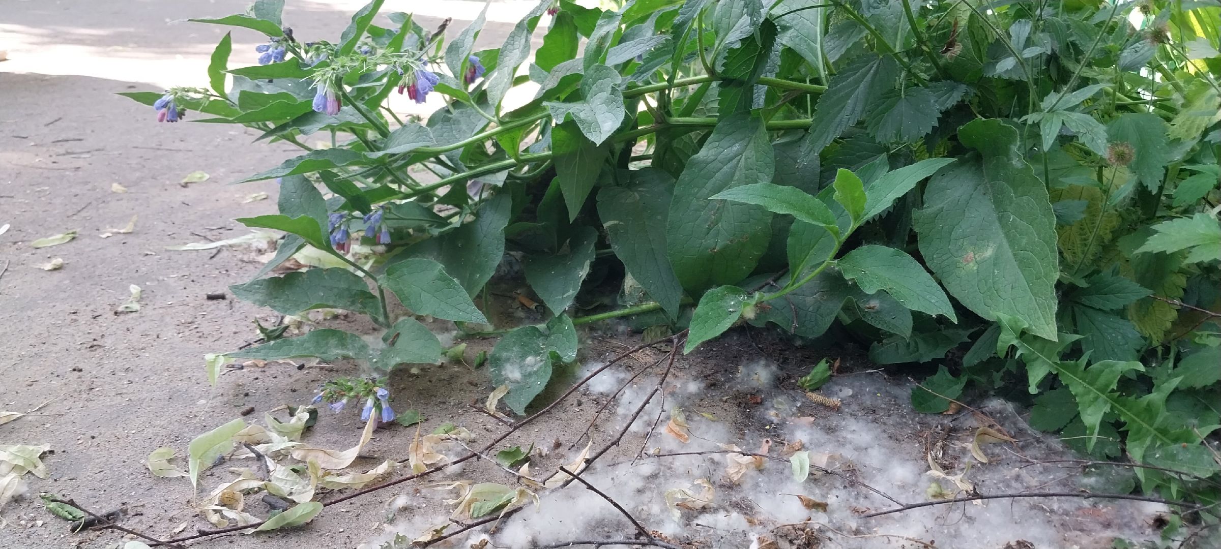 коломна, тополиныйпух, аллергия