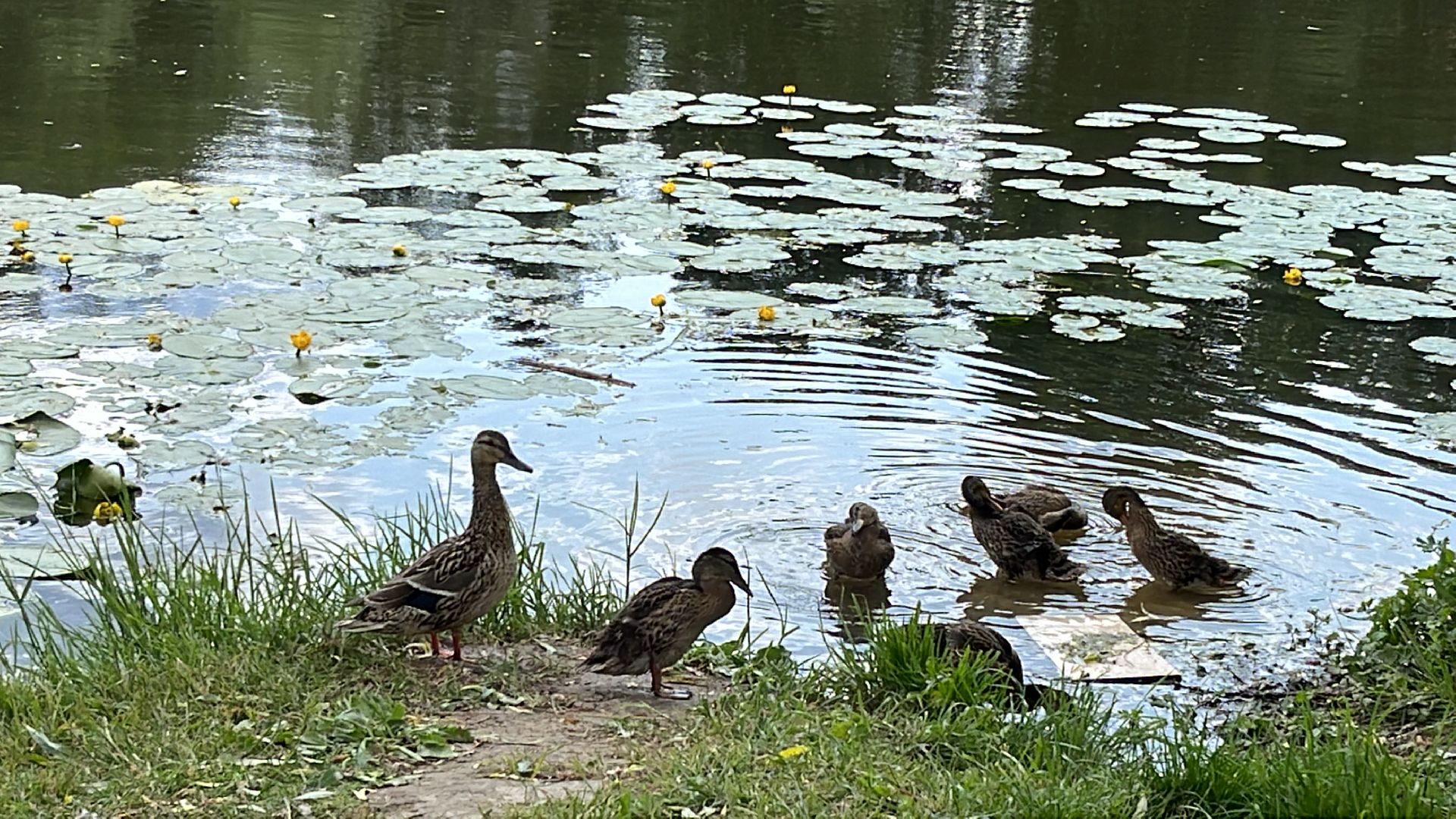Одинцово, Немчиновка, экология, министерство экологии и природопользования, пруд, очистка,
