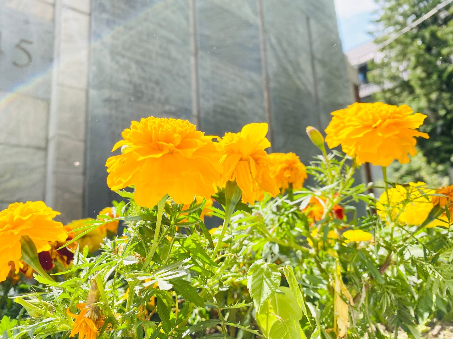 Домодедово, благоустройство, памятник, обелиск, уборка территории