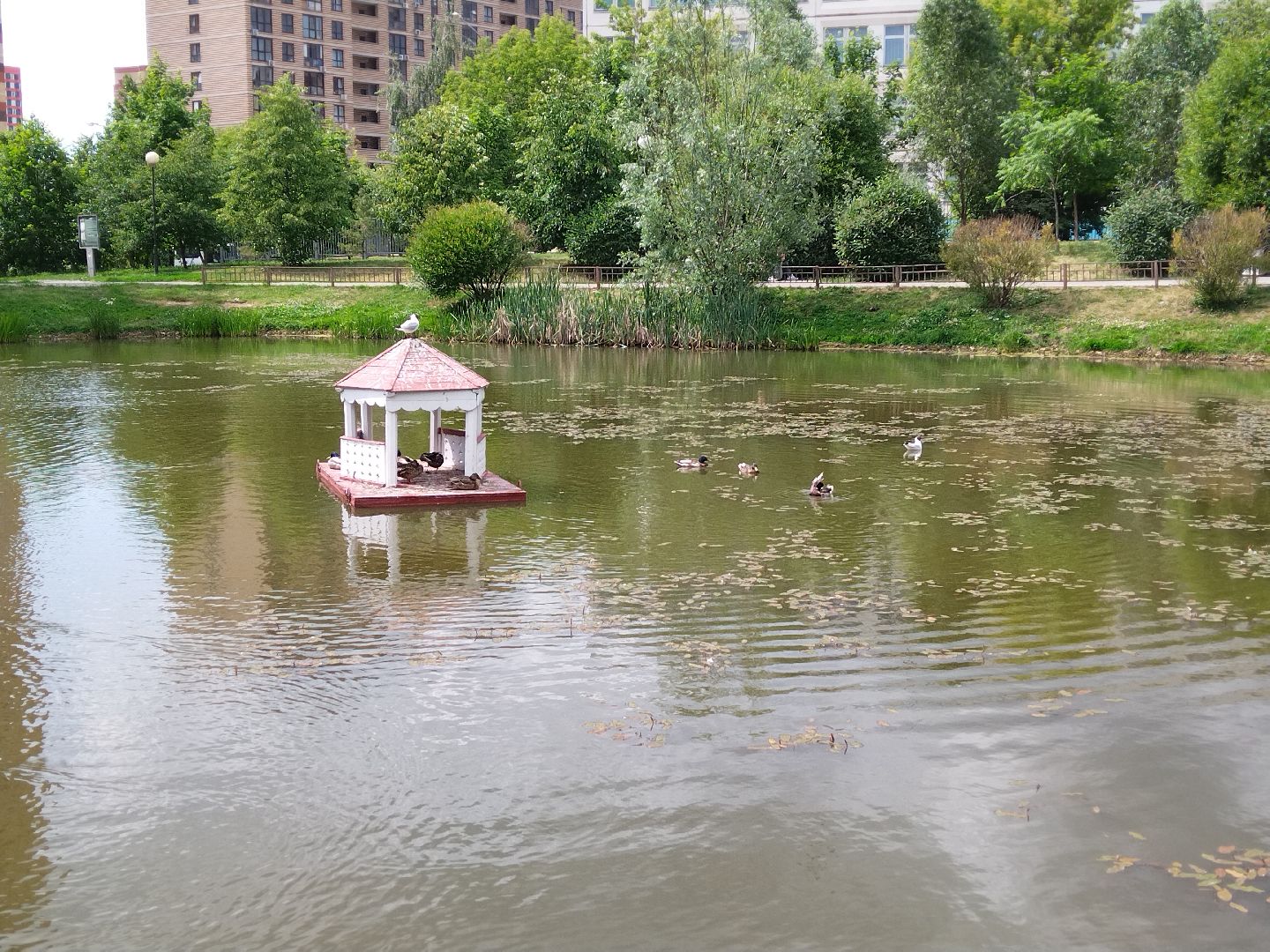 Утиный домик, Мытищи, Колпакова