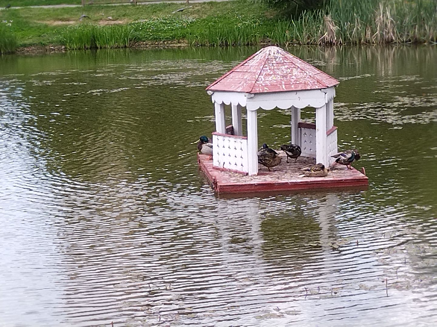 Утиный домик, Мытищи, Колпакова