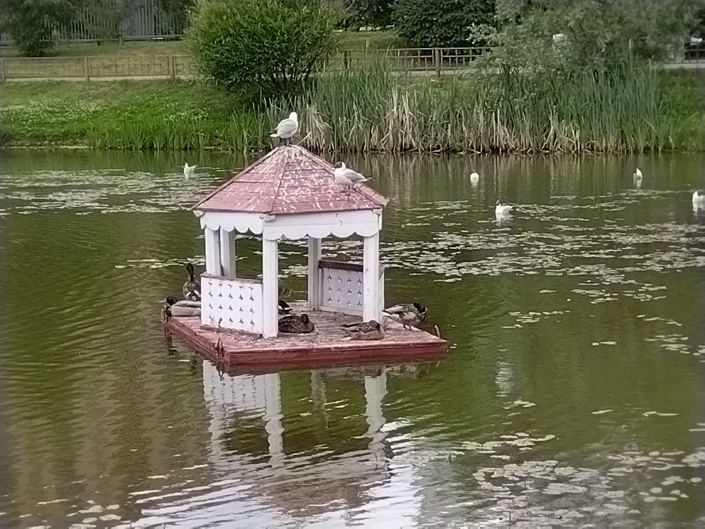 Утиный домик, Мытищи, Колпакова