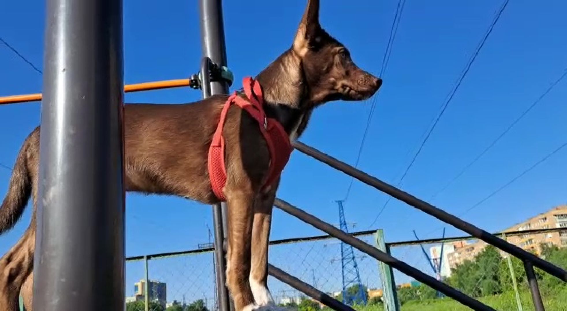 Реутов, Куба, щенок, новый дом