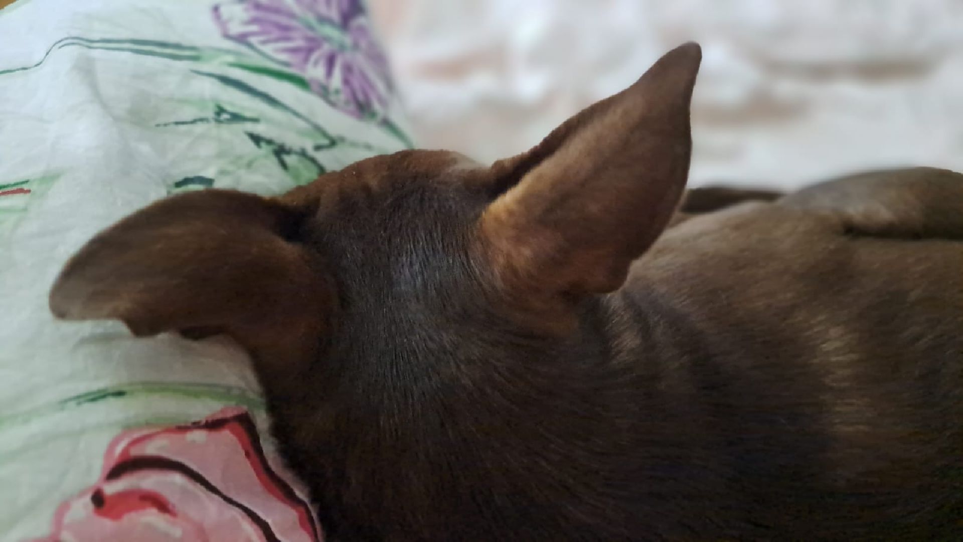 Реутов, Куба, щенок, новый дом